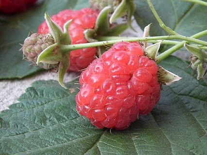 Berry, Raspberry, Fruit, Sweet, red, fresh, a lot, leaves, closeup, in the summer time, summer, garden, green, sheet, summer day, green leaves, in the summer of, food, dessert, freshness, food and drink, close-up, growth, leaf, healthy eating, plant part, wellbeing, no people, plant, green color, nature, day, focus on foreground, beauty in nature, berry fruit, ripe, sepal, 1080P, CC0, public domain, royalty free