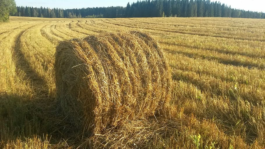 balík slámy, pole, srpen, zemědělství, krajina, venkovské scény, nikdo, klid, přistát, rostlina, seno, klidné scény, hospodařit, den, balíku, životní prostředí, Příroda, růst, krása v přírodě, scenics - příroda, sklizně, tráva, venku, 2K