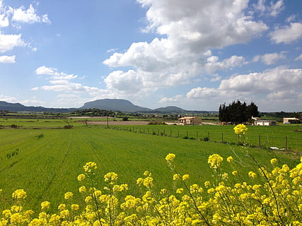 mallorca, primavera, florir, prat, randa, muntanya, paisatge, cel, flor, planta amb flors, planta, groc, bellesa a la natura, medi ambient, agricultura, terra, escenics - natura, camp, colza, creixement, núvol - cel, escena rural, escena tranquil·la, granja, tranquil·litat, naturalesa, cap gent, a l'aire lliure, 2K, CC0, domini públic, lliure de regalies