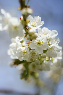 Apfelbaum, Blume, Frühling, blühende Pflanze, Pflanze, Verletzlichkeit, Zerbrechlichkeit, Frische, Wachstum, Schönheit in der Natur, weiße Farbe, Nahansicht, Natur, Blütenblatt, Blütenstand, Blütenkopf, blühen, selektiver Fokus, Baum, Pollen, keine Leute, Kirschblüte, Kirschbaum, 4K, CC0, gemeinfrei, lizenzfrei