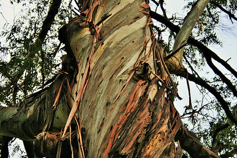 eucaliptus, arbre, tronc, escorça, tires, desgastat, planta, vista d’angle baix, tronc de l'arbre, branca, naturalesa, dia, cap gent, textura, bellesa a la natura, creixement, animal, animals a la natura, fauna animal, a l'aire lliure, temes d'animals, tranquil·litat, primer pla, material de fusta, 4K, CC0, domini públic, lliure de regalies
