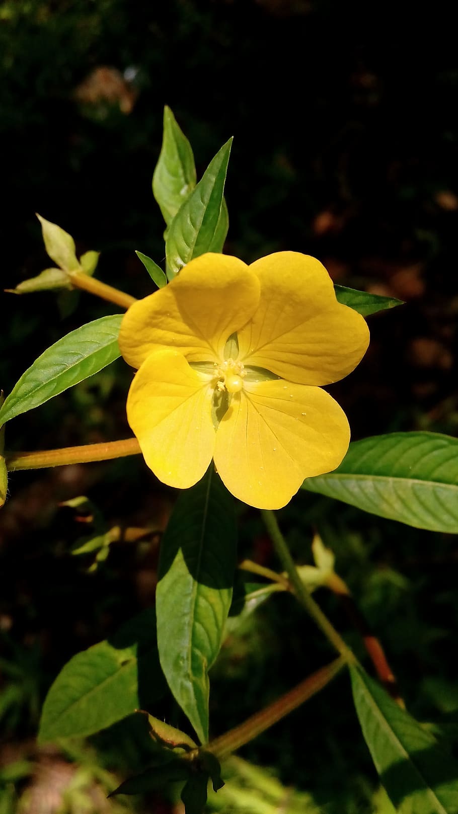 flower, nature, flowers, garden, plants, yello, petals, spring, summer, meadow, flowering plant, fragility, vulnerability, freshness, plant, yellow, beauty in nature, petal, close-up, flower head, growth, inflorescence, focus on foreground, leaf, plant part, no people, day, pollen, 2K