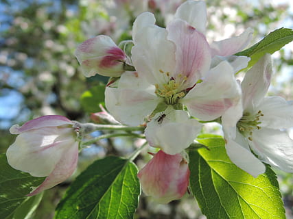 floare, măr, primăvară, soare, foaie, copac, natură, alb, roz, blândul, romantism, înflorire, un copac înfloritor, polen, frunziş, grădină, apple-floare, pomi fructiferi, plantă, petală, ramură, a închide, inflori, frunze, culoarea roz, cap de floare, prospeţime, sezon, în aer liber, frumusețe în natură, creştere, nici o persoana, planta cu flori, fragilitate, vulnerabilitate, inflorescenţă, parte a plantelor, cires, buchet de flori, floare de cires, 4K, CC0, domeniu public, fără drepturi de autor