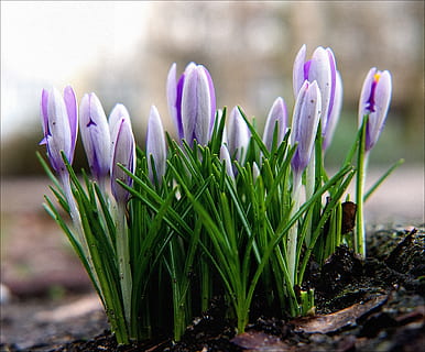 primavera crocus, despertar la primavera, primavera, azafrán, flor, púrpura, de cerca, crecimiento, frescura, planta, planta floreciendo, vulnerabilidad, belleza en la naturaleza, fragilidad, pétalo, centrarse en primer plano, naturaleza, nadie, inflorescencia, cabeza de flor, color verde, día, iris, al aire libre, 2K, CC0, dominio público, libre de derechos
