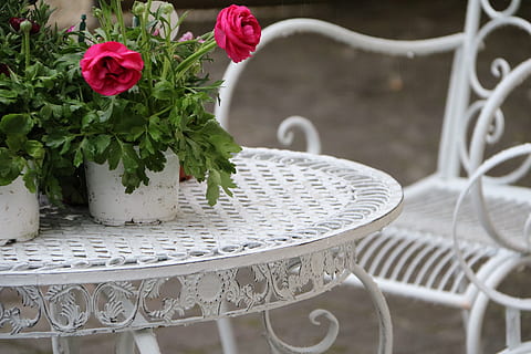 ranunculus, bunga musim semi, romantis, tidak ada orang, bunga, merapatkan, di luar rumah, hari, tanaman berbunga, menanam, alam, meja, kesegaran, keindahan di alam, kerapuhan, fokus pada latar depan, kerentanan, warna putih, kursi, dekorasi, pertumbuhan, kepala bunga, bagian tanaman, pengaturan, merangkai bunga, 5K, CC0, domain publik, bebas royalti