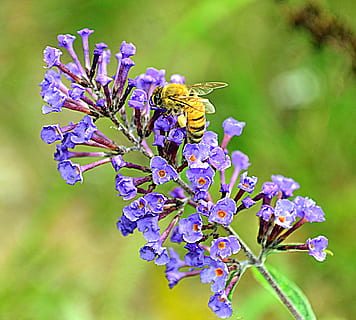 abella, macro, flor, nèctar, insecte, abella treballadora, pol·len, jardí, naturalesa, planta amb flors, planta, bellesa a la natura, frescor, fragilitat, vulnerabilitat, primer pla, centrar-se en primer pla, porpra, creixement, cap gent, pètal, cap de flor, primavera, inflorescència, dia, temes d'animals, a l'aire lliure, lila, Ram de flors, polinització, 2K, CC0, domini públic, lliure de regalies