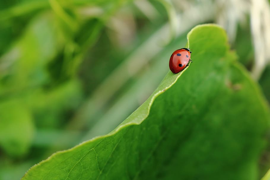 Červené, Černá, Chyba, zelená, list, selektivní, soustředit se, slunéčko sedmitečné, posazený, makro, hmyz, lady bug, polka dot, Příroda, tečka, jaro, vegetace, brouk, bezobratlý, zelená barva, rostlinné části, rostlina, zaměřit se na popředí, detail, jednoho zvířete, zvíře, zvířat, zvířata ve volné přírodě, nikdo, puntíkovaný, den, venku, malý, na okraji, 5K