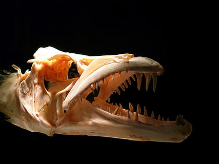 beige animal skull, skull, predator, teeth, bones, fish, skeleton, dead, science, ancient, dinosaur, fossil, prehistoric, head, jurassic, reptile, death, monster, big, paleontology, fear, jaw, danger, horror, extinct, strong, dangerous, anatomy, creature, archeology, cranium, creepy, died, body, face, black background, studio shot, animal, bone, animal body part, indoors, no people, close-up, animal themes, animal bone, animal skeleton, animal teeth, one animal, animal skull, still life, body part, animal wildlife, mouth open, animal mouth, aggression, 1080P