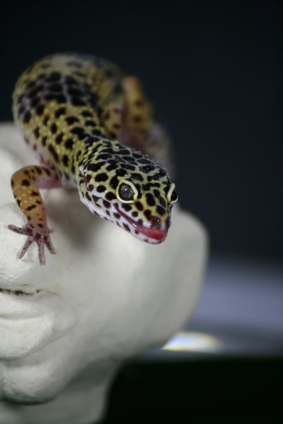 gecko, llangardaix, naturalesa, leoperdgecko, criatura, rèptil, animal, mascota, un animal, fauna animal, temes d'animals, primer pla, animals a la natura, centrar-se en primer pla, vertebrats, serp, cap gent, a l'interior, enfocament selectiu, part del cos dels animals, patró natural, part del cos, cap d’animals, boca oberta, 4K