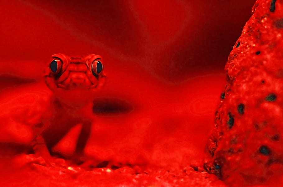 rosso, lucertola, selettivo, fotografia, rana rossa, rettile, geco, luce, un animale, fauna selvatica, nessuno, avvicinamento, animali allo stato selvatico, parte del corpo animale, mammifero, girato in studio, paura, il male, subacqueo, acqua, emozione, arrabbiato, in casa, aggressione, 4K