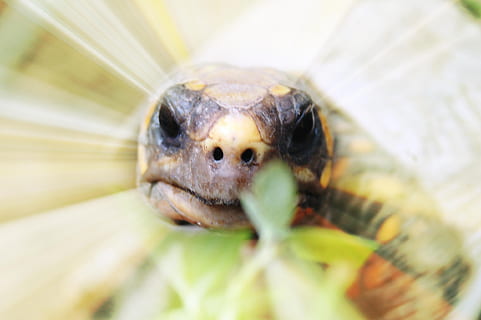serp, cara, pensar, animal, rèptil, tortuga, naturalesa, vida salvatge, rastreig, primer pla, un animal, temes d'animals, fauna animal, animals a la natura, insecte, cap gent, part del cos dels animals, enfocament selectiu, ull, planta, dia, mirant la càmera, macro, invertebrat, retrat, a l'aire lliure, ull d’animals, cap d’animals, 1080P, CC0, domini públic, lliure de regalies