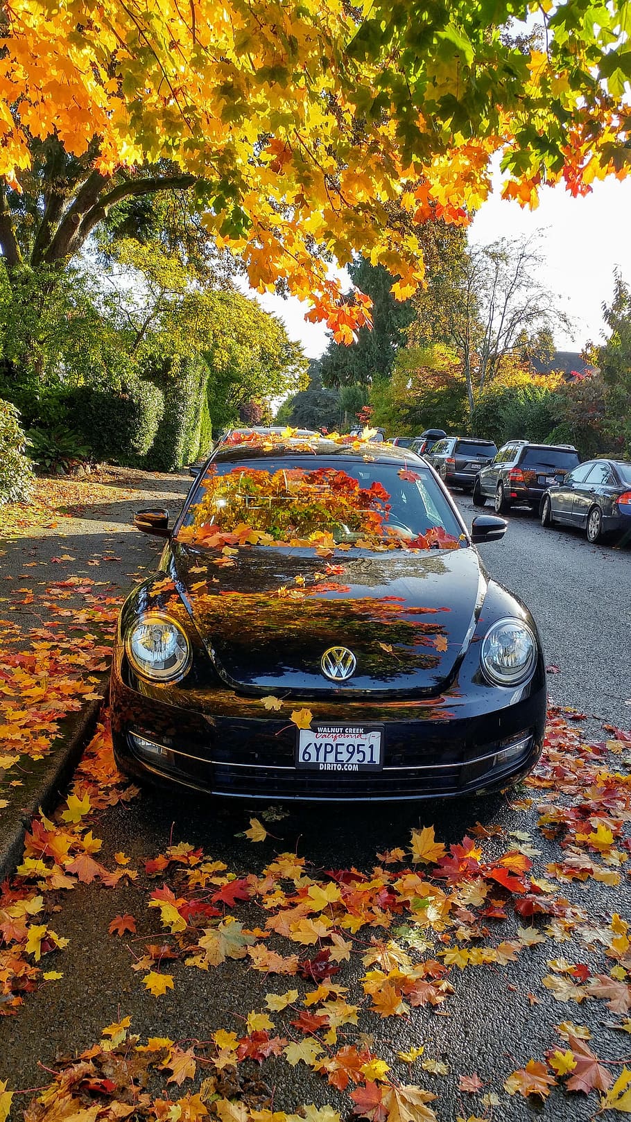albero, riflessione, le foglie, autunno, auto, modificare, veicolo a motore, modo di trasporto, mezzi di trasporto, parte vegetale, pianta, foglia, natura, colore arancione, veicolo terrestre, giorno, nessuno, all'aperto, strada, crescita, città, caduta, 2K