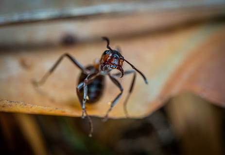 insekt, makro, dyreliv, hvirvelløse, et dyr, tæt på, dyr i naturen, selektiv fokusering, ingen mennesker, dyr kropsdel, udendørs, dag, natur, myre, plante, fokus på forgrunden, sort farve, edderkop, 4K, CC0, offentligt domæne, royaltyfrie
