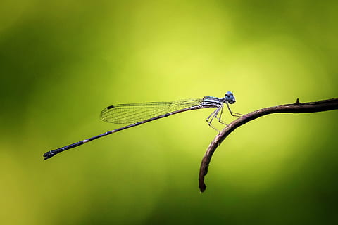 senyoreta, odonata, insecte, macro, naturalesa, animal, blau, temes d'animals, color verd, un animal, animals a la natura, fauna animal, invertebrat, ala dels animals, primer pla, planta, cap gent, a l'aire lliure, centrar-se en primer pla, libèl·lula, branca, 2K, CC0, domini públic, lliure de regalies
