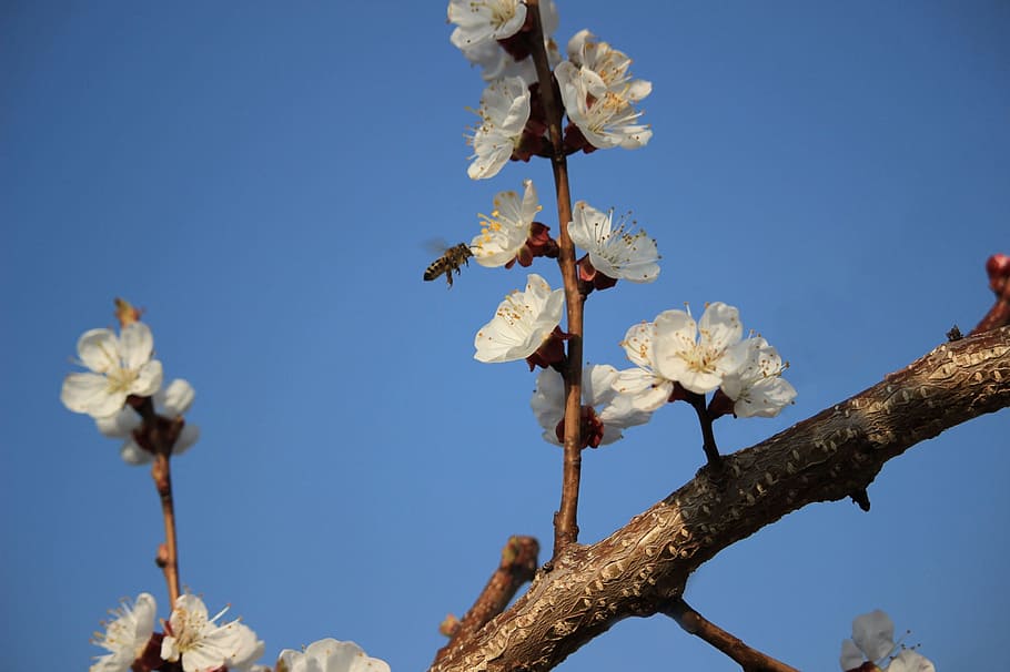 ape, tesoro, primavera, ape, miele, giorno, fiore, fragilità, albero, crescita, natura, pianta, pianta fiorita, vulnerabilità, bellezza nella natura, cielo, Inquadratura dal basso, freschezza, cielo sereno, nessuno, petalo, avvicinamento, infiorescenza, fiorire, testa di fiore, all'aperto, fiore di ciliegio, 1080P