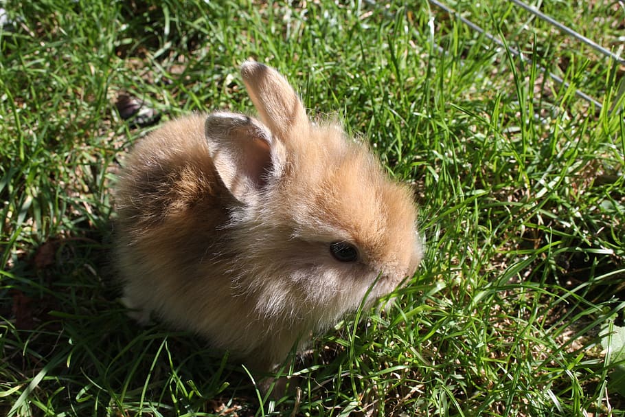 Marrone, coniglio, erba, errore, Immagine, coniglio nano, lepre, coniglietto, carina, giardino, estate, prato, animale domestico, coniglio - animale, animale, animali domestici, Pasqua, soffice, piccolo, mammifero, pelliccia, coniglio bambino, giovane animale, natura, primavera, all'aperto, un animale, temi animali, roditore, fauna selvatica, pianta, vertebrato, animali allo stato selvatico, terra, campo, nessuno, giorno, avvicinamento, colore verde, erbivoro, baffo, 4K