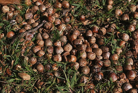 gla, nou, closca de nou, dispersos, herba, gla, nou, shell, macro, menjar i beguda, agricultura, menjar, marc complet, cap gent, a l'aire lliure, gran grup d'objectes, abundància, frescor, marró, fons, vista d’angle alt, dia, natura morta, naturalesa, full, camp, part de la planta, planta, terra, alimentació saludable, 720P, CC0, domini públic, lliure de regalies