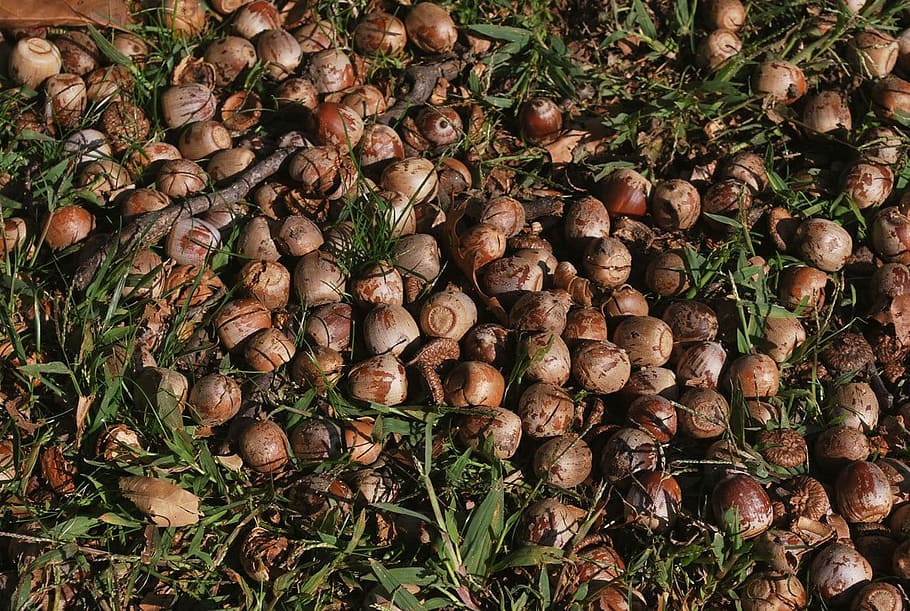 gla, nou, closca de nou, dispersos, herba, gla, nou, shell, macro, menjar i beguda, agricultura, menjar, marc complet, cap gent, a l'aire lliure, gran grup d'objectes, abundància, frescor, marró, fons, vista d’angle alt, dia, natura morta, naturalesa, full, camp, part de la planta, planta, terra, alimentació saludable, 720P