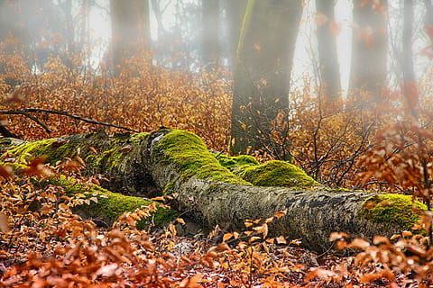grigio, ceppo, alghe, giorno, autunno, foresta, muschio, foglia, natura, stagione, raggio di sole, nebbia, nebbia mattutina, foschia, le foglie, arancia, verde, Marrone, sole, umore, atmosfera, paesaggio, Kahl, piace, rami, albero, terra, parte vegetale, ambiente, pianta, modificare, bellezza nella natura, tronco d'albero, tronco, bosco, scenics - natura, la tranquillità, scena non urbana, scena tranquilla, nessuno, all'aperto, Pino, bosco di pini, albero di conifere, collezione autunnale, 5K, CC0, dominio pubblico, privo di copyright