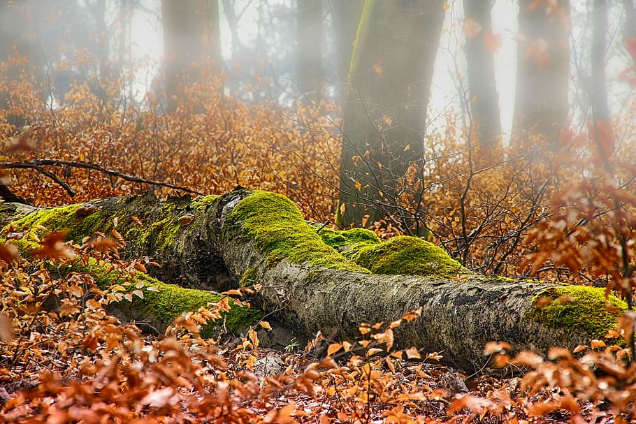 šedá, log, řasy, během dne, podzim, les, mech, list, Příroda, sezóna, sluneční paprsek, mlha, ranní mlha, opar, listy, oranžový, zelená, hnědý, slunce, nálada, atmosféra, krajina, kahl, jako, poboček, strom, přistát, rostlinné části, životní prostředí, rostlina, změna, krása v přírodě, kmen stromu, kufr, scenics - příroda, klid, mimoměstské scény, den, klidné scény, nikdo, venku, borovice, borové lesy, jehličnatého stromu, podzimní kolekce, 5K