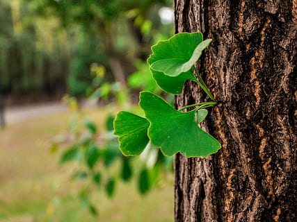 gingko, árbol, hoja, árbol, hoja, naturaleza, bosque, color verde, planta, al aire libre, ambiente, crecimiento, tronco de arbol, parte de la planta, el maletero, centrarse en primer plano, de cerca, fauna animal, día, nadie, animales en la naturaleza, animal, temas de animales, belleza en la naturaleza, invertebrado, hojas, ladrar, 2K, CC0, dominio público, libre de derechos