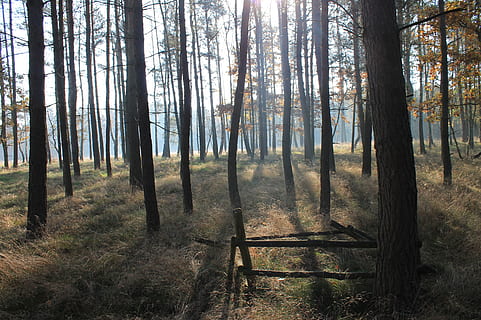 paisatge, bosc, arbre, tardor, vista, spacer, naturalesa, terra, planta, tronc, tronc de l'arbre, tranquil·litat, escena tranquil·la, bellesa a la natura, escena no urbana, escenics - natura, creixement, cap gent, medi ambient, dia, llum solar, idíl·lic, a l'aire lliure, 2K, CC0, domini públic, lliure de regalies