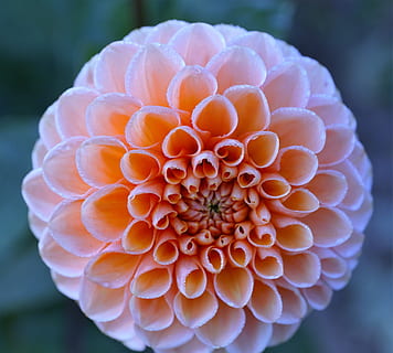 kapat, fotoğrafçılık, Portakal, top dahlia çiçeği, çiçek, gül, hakkında, dalya, doğa, Çiçek açmak, romantik, pembe, tomurcuk, koku, parfüm, aroma, yaz, çoğunluk, bitki, lavanta, bitki örtüsü, güzel, bahar, renkli, renk, yeşil, hediye, Bahçe, park, doku, yapı, makyaj malzemeleri, güzellik, aktif madde, isim, KADIN, çok, öz, kapatmak, çiçek kafa, çiçekli bitki, tazelik, ön plana odaklanmak, kırılganlık, çiçeklenme, Güvenlik açığı, doğada güzellik, taçyaprağı, büyüme, insansız, turuncu renk, gün, doğal desen, 4K, CC0, kamu malı, telif ücretsiz