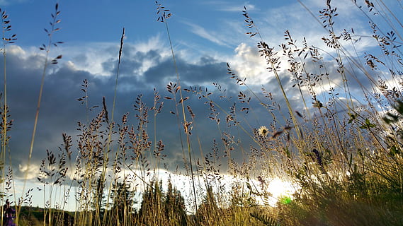 por do sol, nuvens, Noruega, grama, seca, panorama, fácil, a natureza do, erva, céu, nuvem - céu, plantar, natureza, beleza na natureza, tranquilidade, ninguém, crescimento, agua, cena tranquila, dia, árvore, scenics - natureza, luz solar, ao ar livre, reflexão, azul, visão de baixo ângulo, cena não urbana, 5K, CC0, domínio público, royalty free