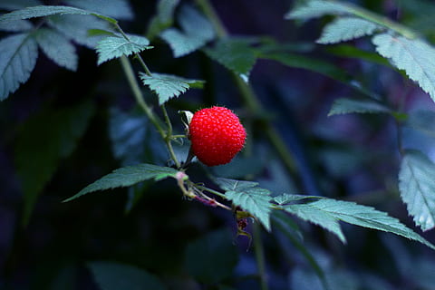 nature, leaf, summer, fruit, flora, berry, healthy, outdoors, healthy eating, berry fruit, food, food and drink, plant part, red, plant, no people, freshness, close-up, strawberry, growth, tree, day, wellbeing, ripe, sepal, lychee, 5K, CC0, public domain, royalty free