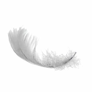 bolígraf, llum, suau, blanc, puresa, suau, blanc, ploma, esponjós, ocell, aïllat, volant, primer pla, naturalesa, suavitat, ala dels animals, tallar, Color blanc, fons blanc, cap gent, tir de l'estudi, ciència, a l'interior, còpia espai, fragilitat, vulnerabilitat, bellesa a la natura, natura morta, lleuger, planta, sol objecte, frescor, flor, 2K, CC0, domini públic, lliure de regalies