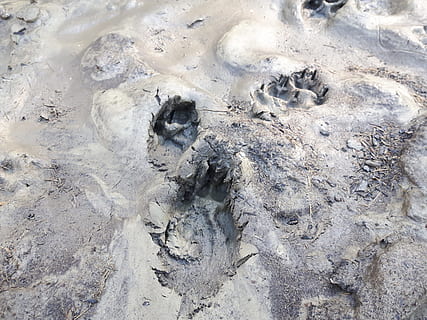 spår, lera, jord, räv, hund, klor, träd, landa, strand, högvinkelvy, sand, inget folk, natur, dag, djur-, djurteman, tassavtryck, utomhus, närbild, djur i det vilda, djurliv, ett djur, djurspår, full ram, lugn, fotavtryck, bakgrunder, 2K, CC0, offentligt domän, royaltyfria