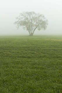 boira, arbre, naturalesa, paisatge, tardor, misteri, llum, caure, al matí, temporada, herba, camp, prat, verd, medi ambient, temps, fred, planta, a l'aire lliure, rural, ecologia, flora, vertical, parc, terra, viatjar, tranquil, tranquil·litat, bellesa a la natura, escena tranquil·la, escenics - natura, color verd, escena no urbana, creixement, cap gent, cel, dia, nebulós, aïllat, 4K, CC0, domini públic, lliure de regalies