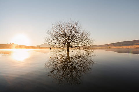 silueta, marchit, arbre, mig, aigua, cos, posta de sol, reflexió, llac, muntanyes, muntanya, llum solar, càlid, cruixent, netejar, aventura, vagar, crear, explorar, cel, tranquil·litat, naturalesa, escenics - natura, sol, arbre nu, cap gent, escena tranquil·la, bellesa a la natura, planta, medi ambient, paisatge, escena no urbana, a l'aire lliure, 5K, CC0, domini públic, lliure de regalies