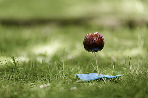 Apfel, kandierter Apfel, Lebensmittel, Obst, Gras, Makro, draußen, Zucker, Süss, Pflanze, selektiver Fokus, Natur, grüne Farbe, Land, keine Leute, Nahansicht, Feld, Tag, Wachstum, Essen und Trinken, Frische, Pilz, Schönheit in der Natur, Oberflächenniveau, Verletzlichkeit, 5K, CC0, gemeinfrei, lizenzfrei