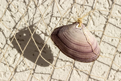 shell, network, deco, fishing net, decoration, collect, baltic sea, shadow, close-up, nature, day, focus on foreground, no people, animal wildlife, animal, outdoors, brown, invertebrate, animal themes, fence, animal shell, chainlink fence, plant, security, one animal, protection, textured, 5K, CC0, public domain, royalty free