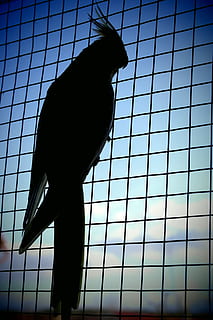 pappagallo, ombra, cattività, cielo blu, cielo, blu, cockatiel, uccello, silhouette, animale, un animale, Inquadratura dal basso, in casa, animali domestici, temi animali, architettura, natura, fauna selvatica, giorno, vertebrato, nessuno, all'aperto, animali allo stato selvatico, struttura costruita, cielo sereno, mammifero, animali in cattività, 5K, CC0, dominio pubblico, privo di copyright