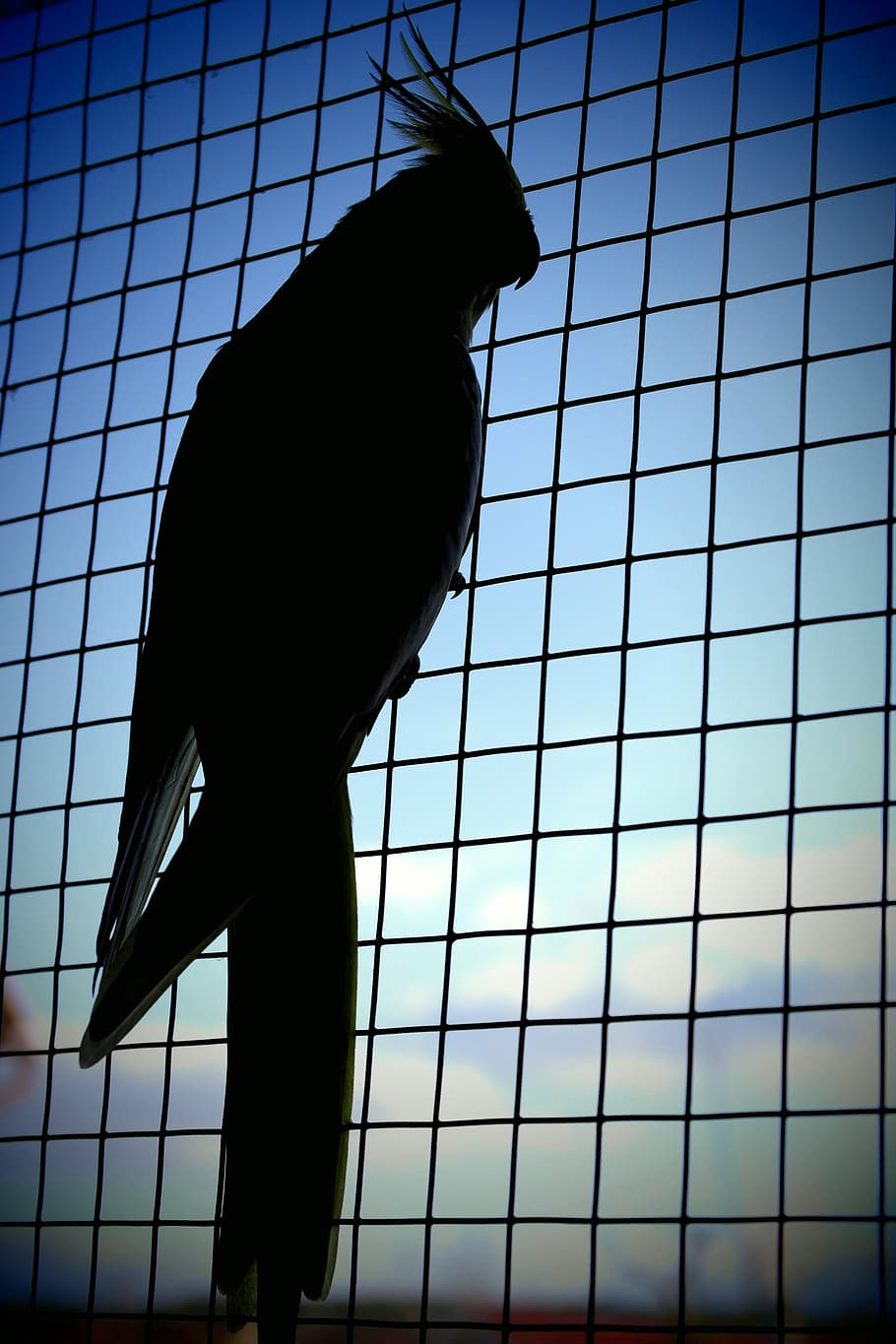 pappagallo, ombra, cattività, cielo blu, cielo, blu, cockatiel, uccello, silhouette, animale, un animale, Inquadratura dal basso, in casa, animali domestici, temi animali, architettura, natura, fauna selvatica, giorno, vertebrato, nessuno, all'aperto, animali allo stato selvatico, struttura costruita, cielo sereno, mammifero, animali in cattività, 5K