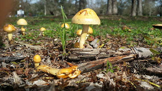 micro, petit, bolets, planta, fong, vegetals, menjar, creixement, terra, naturalesa, bosc, arbre, camp, toadstool, cap gent, dia, menjar i beguda, enfocament selectiu, a l'aire lliure, centrar-se en primer pla, full, bolets comestibles, nivell superficial, canvi, verinós, 4K, CC0, domini públic, lliure de regalies