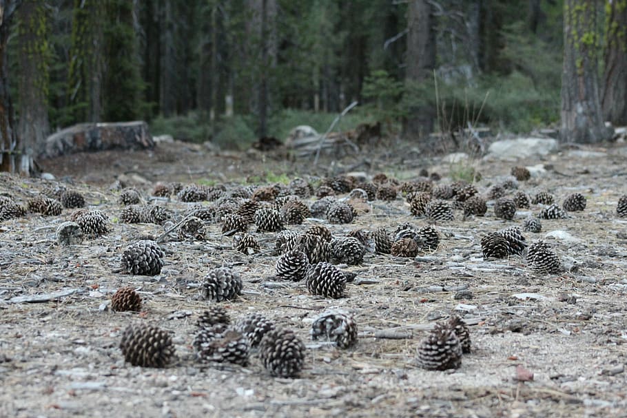 szyszki sosnowe, ziemia, Las, Natura, drzewa, środowisko, wylądować, drzewo, roślina, żadnych ludzi, zwierzęca przyroda, zwierzę, piękno natury, dzień, tematy zwierzęce, krajobraz, na dworze, scenics - natura, zwierzęta na wolności, skupić się na pierwszym planie, rzeka, lesisty teren, scena pozamiejska, sosna, drzewo iglaste, lasy sosnowe, 5K