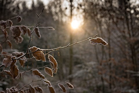 kold, sne, daggry, landskab, grene, miljø, frost, frost-, Frosset, is, blade, natur, udendørs, sol, solstråler, træer, vejr, vinter, træ, plante, afdeling, Skov, fokus på forgrunden, ingen mennesker, kold temperatur, sollys, jord, ro, plante del, blad, bare træ, dag, 5K, CC0, offentligt domæne, royaltyfrie