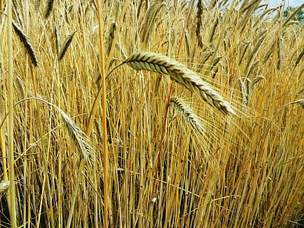 blat de moro, orelles, fenc, farina, gra, blat, sègol, pa, paper, pagès, el cultiu de, camps, Polònia Village, poble, agricultura, cereals, planta de cereals, cultiu, creixement, granja, camp, planta, escena rural, naturalesa, paisatge, cap gent, terra, primer pla, dia, tranquil·litat, bellesa a la natura, marró, orella de blat, herba, a l'aire lliure, tija, plantació, 4K, CC0, domini públic, lliure de regalies