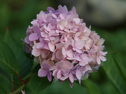 hydrangea, bunga, tanaman hydrangea, bunga hydrangea, hal berkembang, berwarna merah muda, berkembang, mekar, taman, tanaman berbunga, menanam, daun bunga, kerentanan, keindahan di alam, kerapuhan, pertumbuhan, kesegaran, warna merah jambu, merapatkan, bagian tanaman, daun, kepala bunga, alam, fokus pada latar depan, hari, taman - ruang buatan manusia, tidak ada orang, di luar rumah, seikat bunga, ungu, 2K, CC0, domain publik, bebas royalti