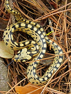 serp, groc, bosc, temes d'animals, fauna animal, rèptil, animals a la natura, un animal, animal, cap gent, vertebrats, primer pla, arrissat, naturalesa, signe, escala d’animals, dia, planta, verinós, patró, marques d’animals, centrar-se en primer pla, enredat, 4K, CC0, domini públic, lliure de regalies