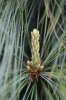 pin, verde, ace, macro, plantă, pădure, ace de pin, natură, structura, creştere, frumusețe în natură, Culoarea verde, a închide, zi, nici o persoana, selectiv, liniște, prospeţime, fragilitate, în aer liber, vulnerabilitate, floare, să se concentreze asupra primelor elemente, planta cu flori, camp, frunze, teren, ac - parte a plantelor, conifer, ţepos, 5K, CC0, domeniu public, fără drepturi de autor