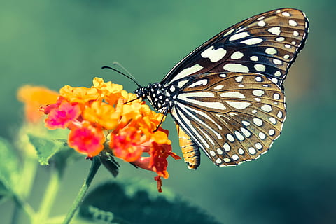 vicino, foto, Marrone, bianca, farfalla, arroccato, arancia, fiore, nero, giallo, rosa, fiore petalo, invertebrato, insetto, ala animale, farfalla - insetto, fauna selvatica, animale, bellezza nella natura, temi animali, pianta fiorita, un animale, avvicinamento, animali allo stato selvatico, pianta, fragilità, natura, parte del corpo animale, nessuno, petalo, vulnerabilità, testa di fiore, all'aperto, impollinazione, 2K, CC0, dominio pubblico, privo di copyright