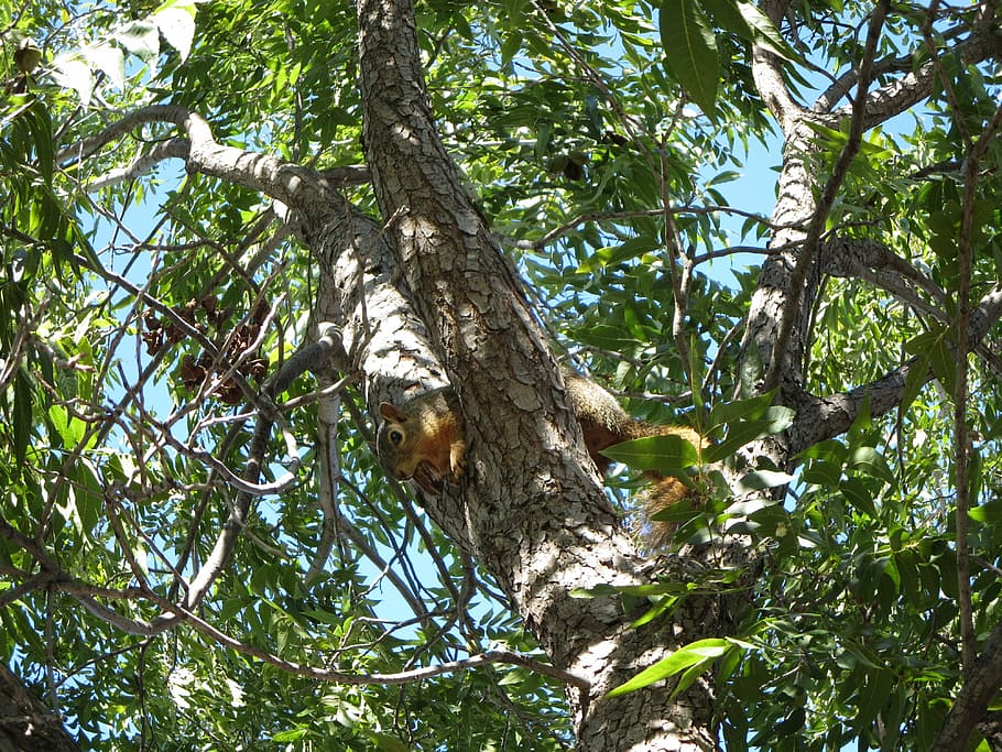 esquirol, arbre, Pecana, animal, mamífer, salvatge, a l'aire lliure, rosegador, nou, naturalesa, vida salvatge, tardor, planta, temes d'animals, fauna animal, animals a la natura, un animal, vista d’angle baix, branca, vertebrats, bosc, cap gent, creixement, full, dia, tronc, part de la planta, tronc de l'arbre, selva tropical, 4K