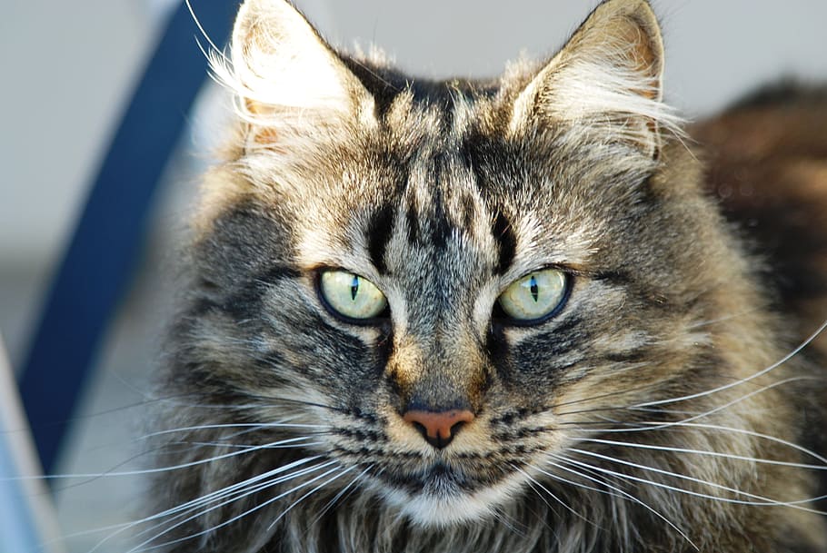 gris, maine coon cat, gat, cara, gat de cara, mamífer, felí, temes d'animals, animal, gat domèstic, un animal, nacional, mascotes, animals domèstics, mirant la càmera, bigotis, retrat, primer pla, part del cos dels animals, vertebrats, cap gent, centrar-se en primer pla, ull, cap d’animals, ull d’animals, tabby, agressió, 4K
