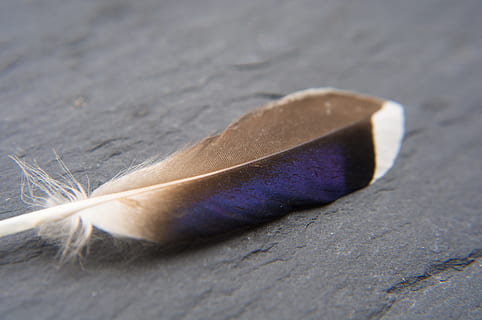 Feder, Makro, schließen, Blau, Natur, Vogelfeder, Blau Schwarz, Elster, glasiert umfasst, Nahansicht, selektiver Fokus, keine Leute, Stillleben, Einfachheit, Tag, einzelnes Objekt, High Angle View, Holz - Material, texturiert, Kunst und Handwerk, lila, drinnen, Weichheit, Essen und Trinken, Material, Sand, Container, 4K, CC0, gemeinfrei, lizenzfrei