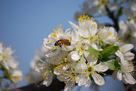 fiore, primavera, vespa, ciliegia, albero in fiore, pianta fiorita, pianta, fragilità, freschezza, vulnerabilità, bellezza nella natura, crescita, avvicinamento, petalo, Colore bianco, natura, fiorire, testa di fiore, giorno, concentrarsi sulle conoscenze acquisite, polline, infiorescenza, nessuno, all'aperto, impollinazione, fiore di ciliegio, 4K, CC0, dominio pubblico, privo di copyright