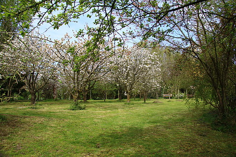 landschapstuin, kersenbomen, de lente, landschap, tuin-, kers-, bomen, boom, gras, buitenshuis, natuur, groene kleur, dag, fabriek, schoonheid in de natuur, land-, groei, kalmte, scenics - natuur, rustige scène, veld-, geen mensen, park, milieu, tak, bloem, lente, 5K, CC0, publiek domein, royaltyvrij